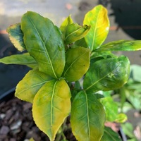 Euonymus sp. ex Ogisu